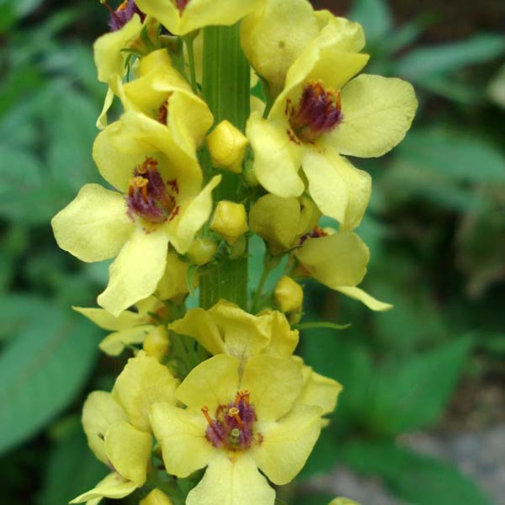 Verbascum Cotswold Queen