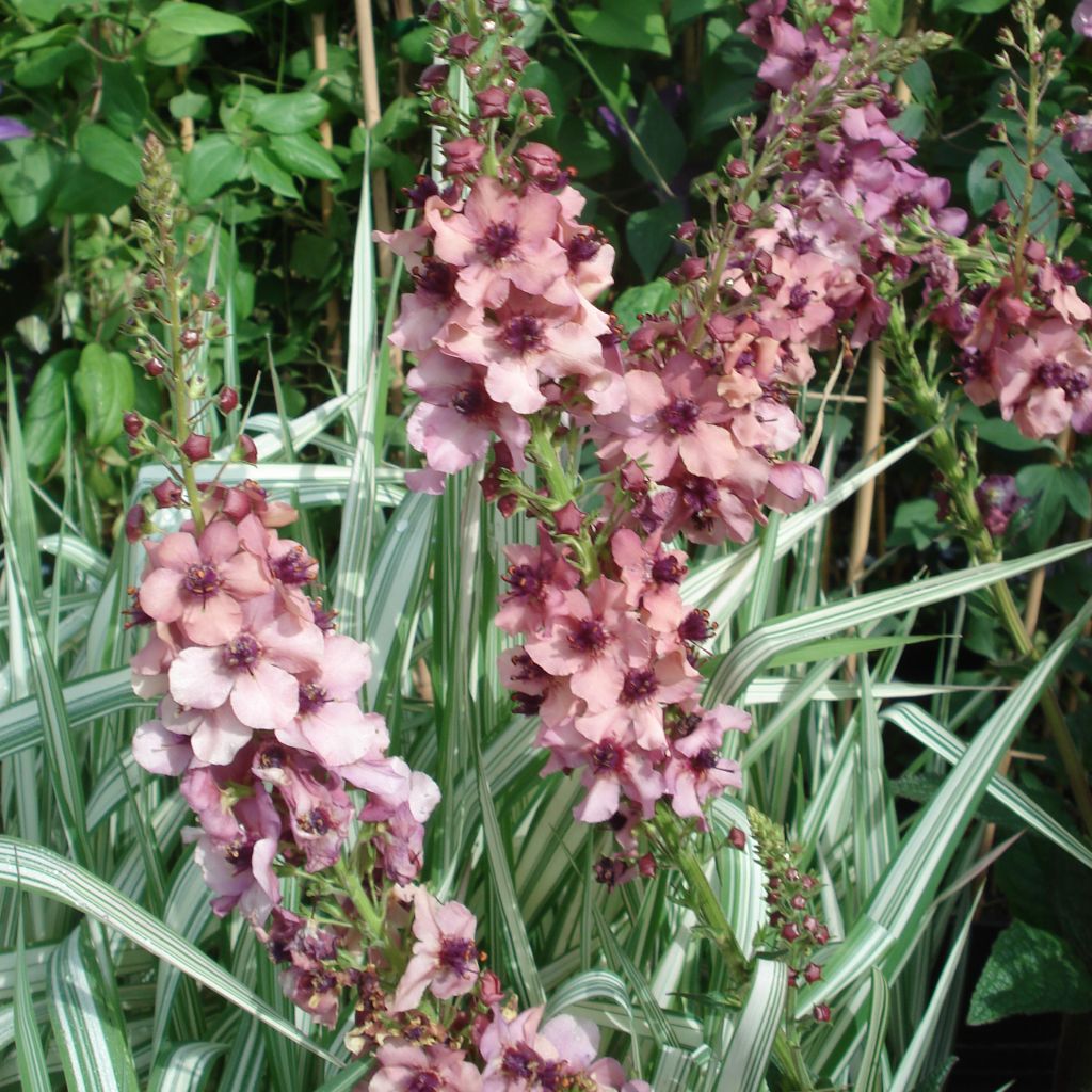 Verbascum hybride Southern Charm - Molène