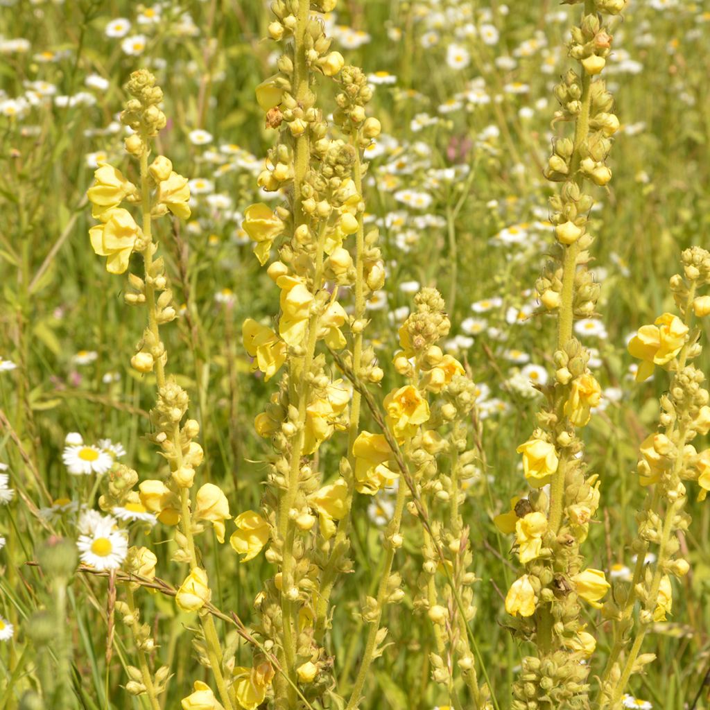 Verbascum olympicum - Gordolobo olímpico