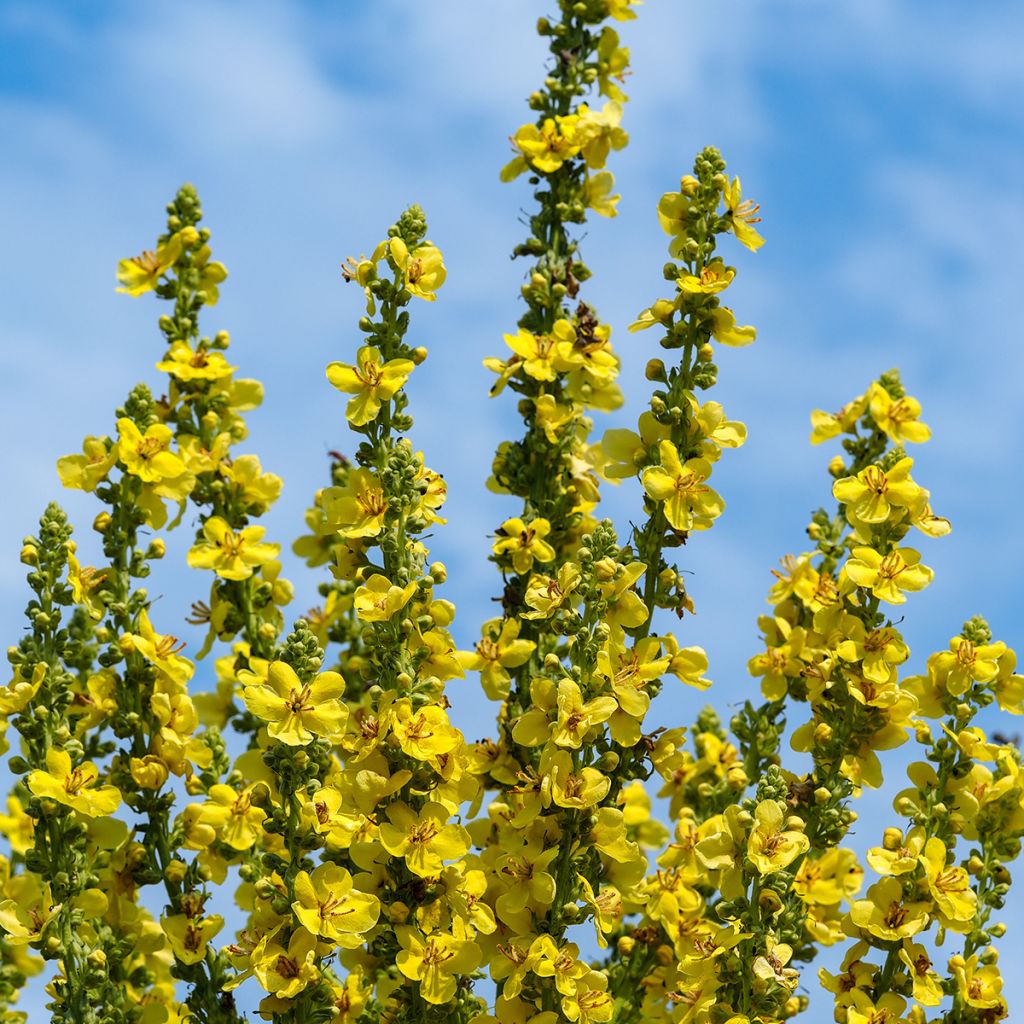 Verbascum olympicum - Gordolobo olímpico