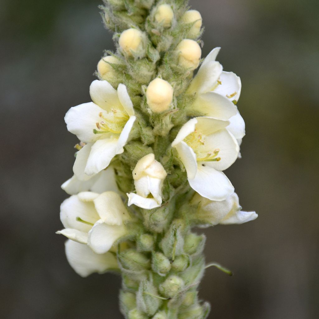 Verbascum phlomoides Spica