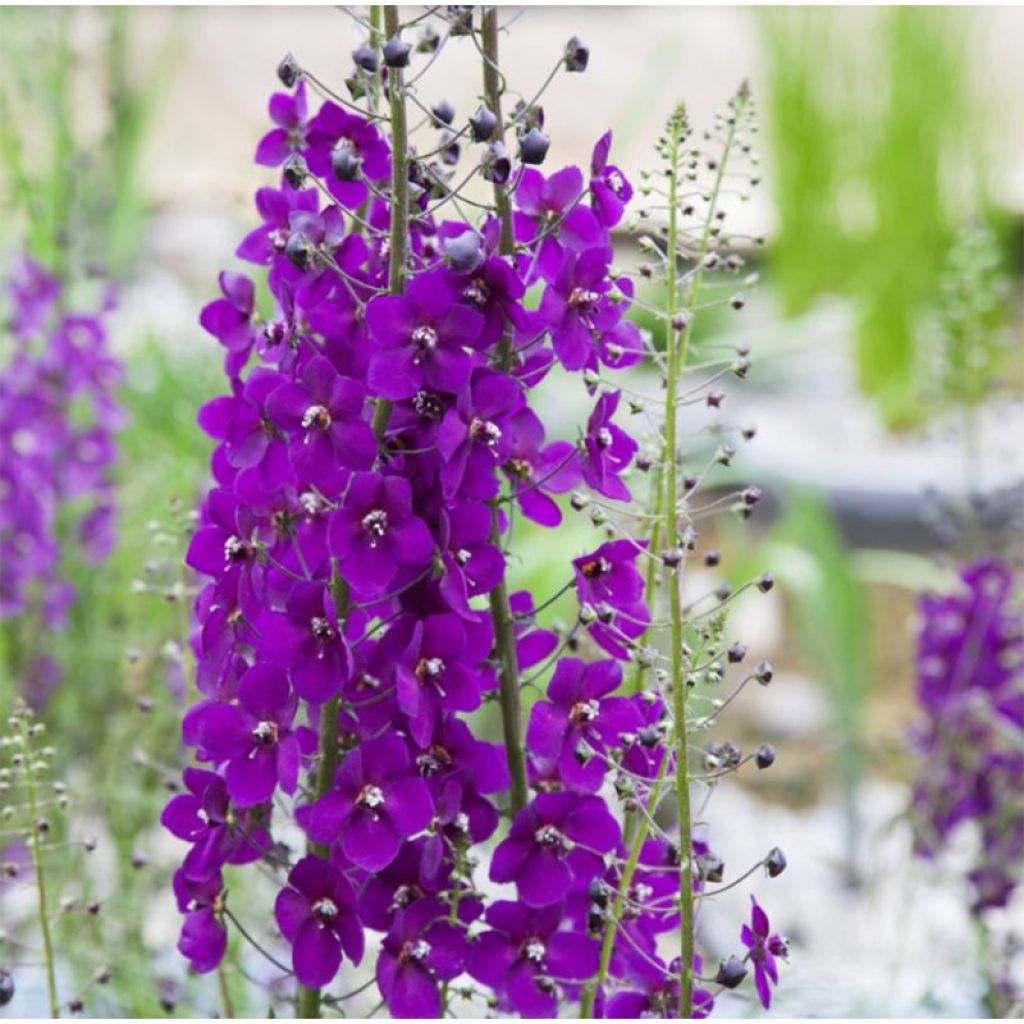 Verbascum phoeniceum Violetta