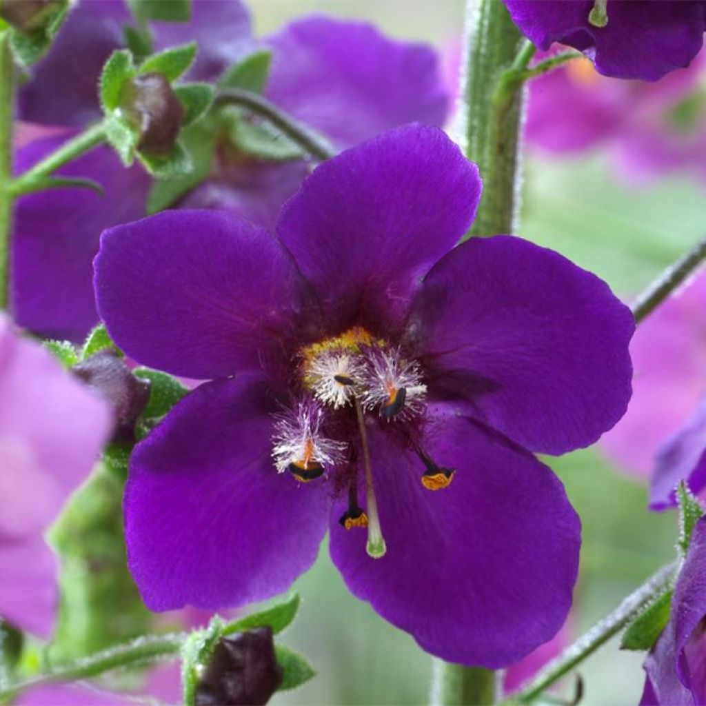 Verbascum phoeniceum Violetta