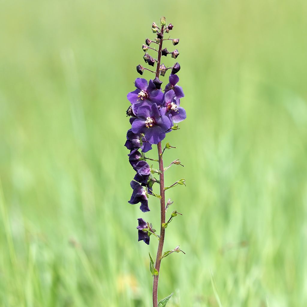 Verbascum phoeniceum Violetta