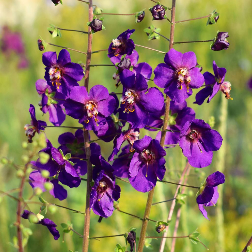 Verbascum phoeniceum Violetta