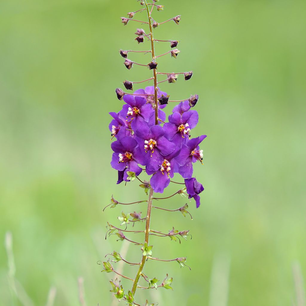 Verbascum phoeniceum Violetta