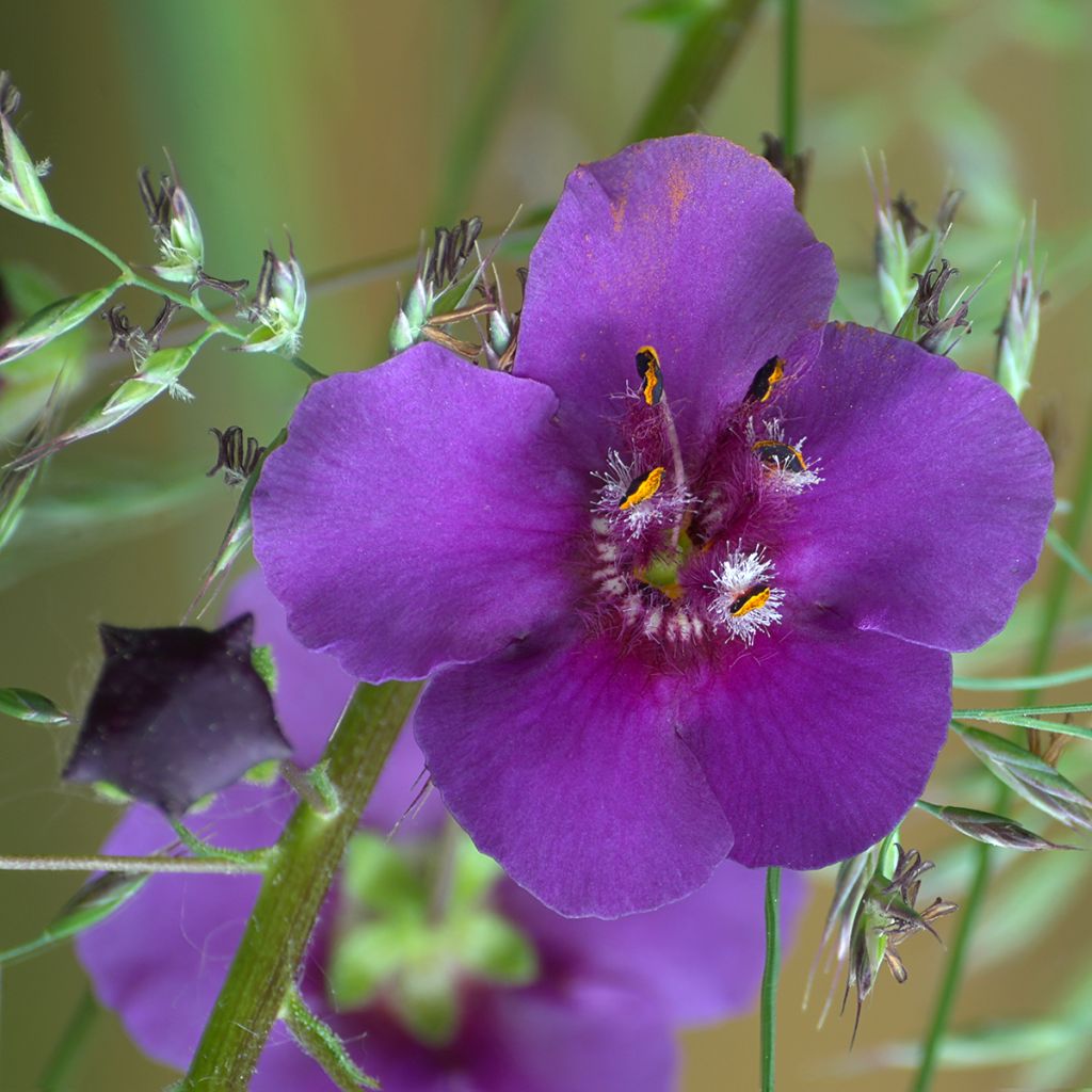 Verbascum phoeniceum Violetta