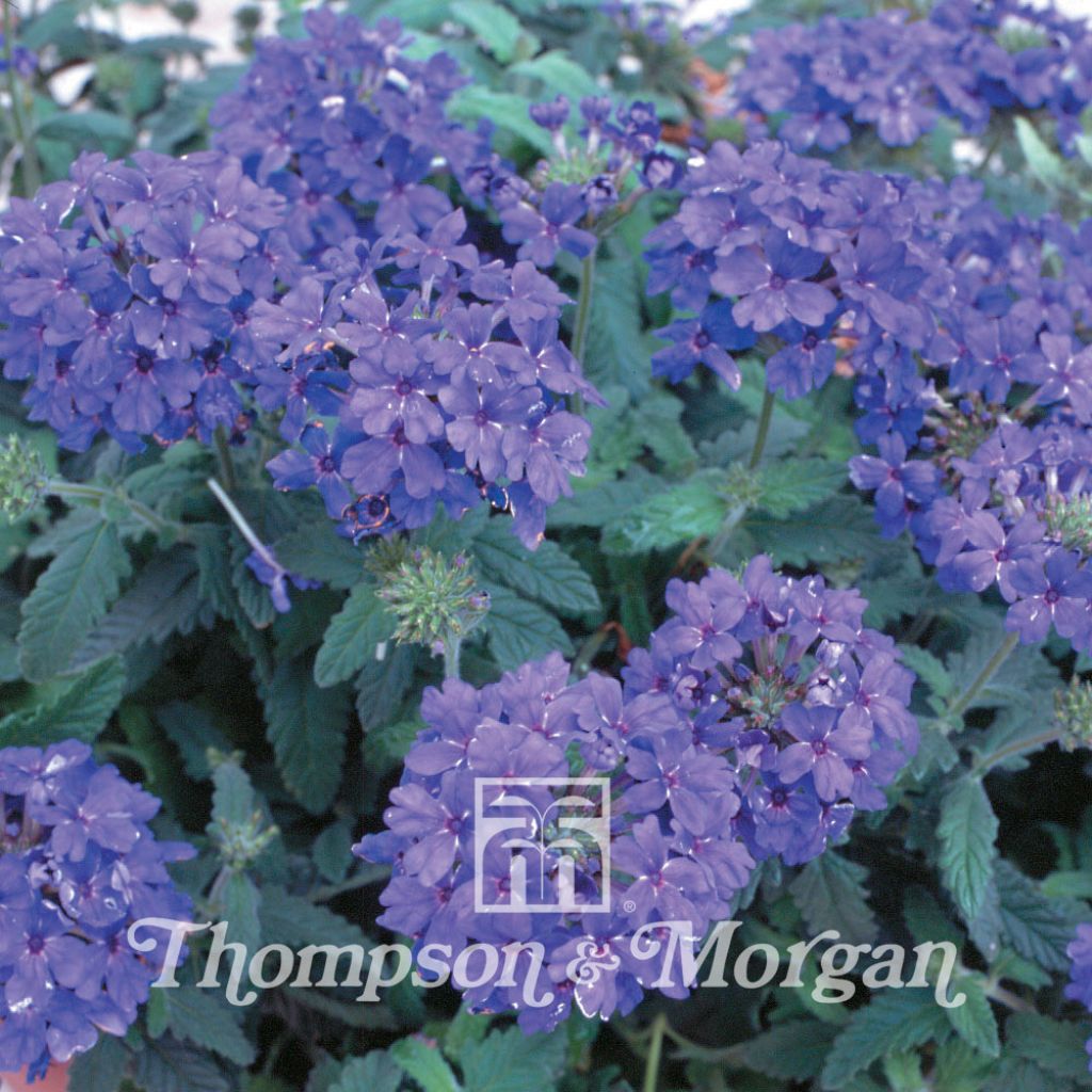 Verbena x Hybrida Blue Lagoon 