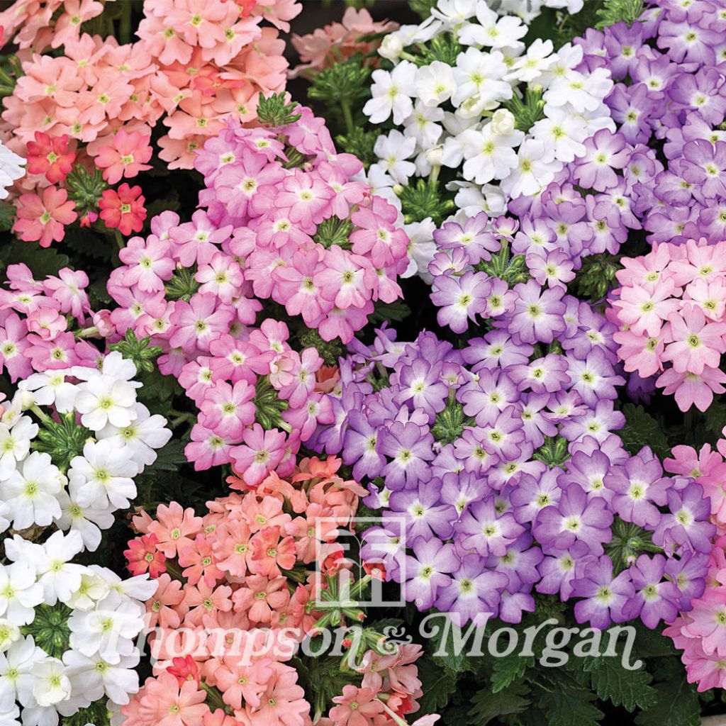 Verbena Tuscany Pastel Mixed 