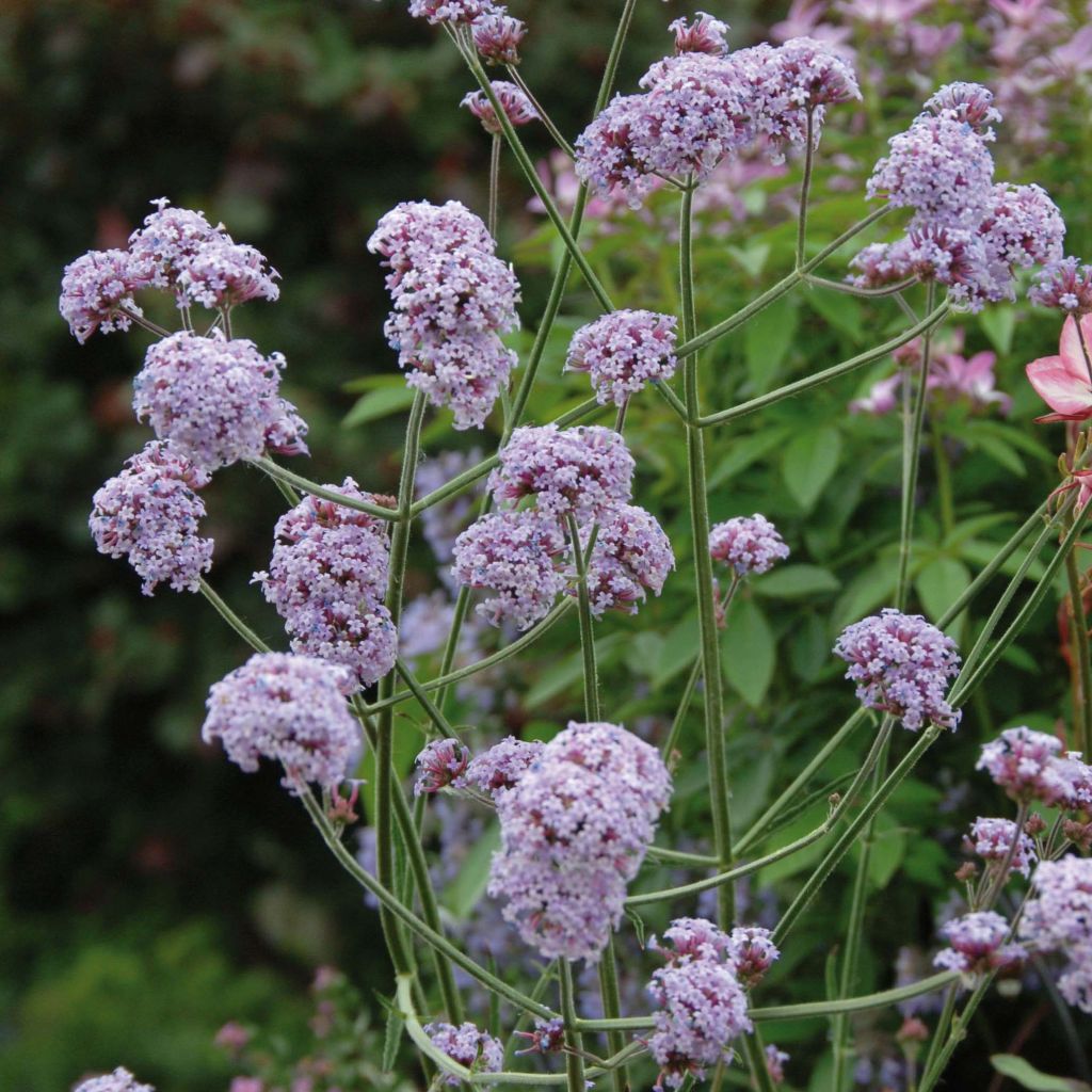 Verbena bonariensis Cloud - Verveine de Buenos Aires