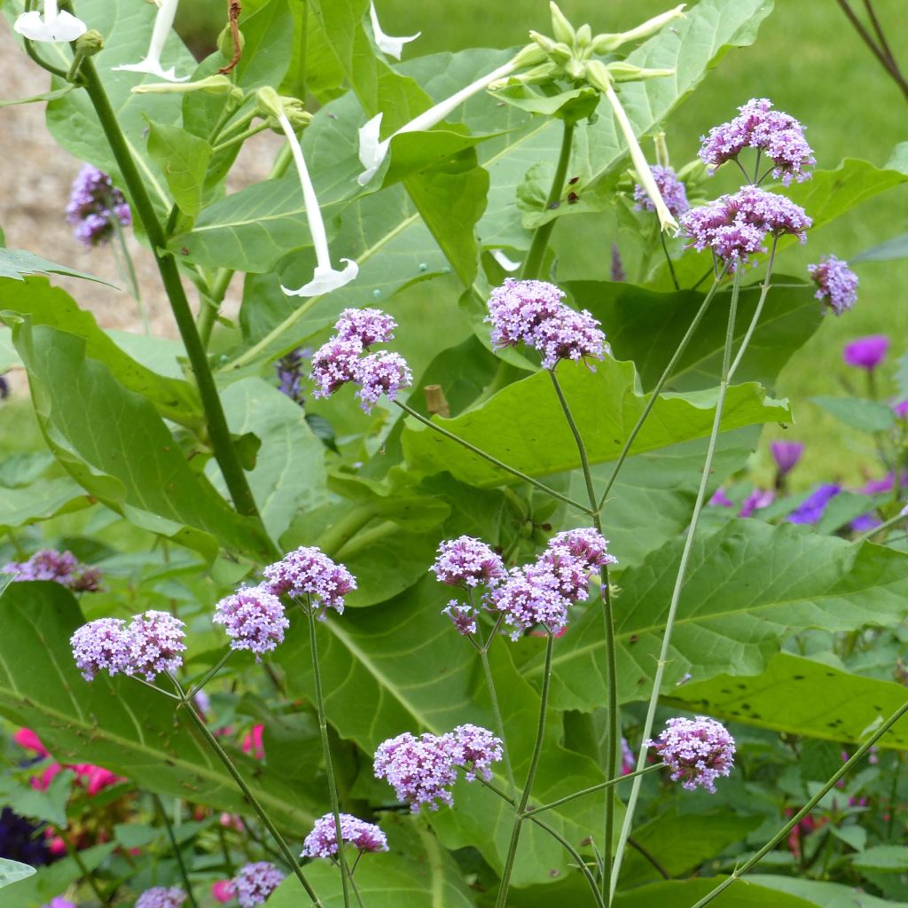 Verbena bonariensis Cloud - Verveine de Buenos Aires