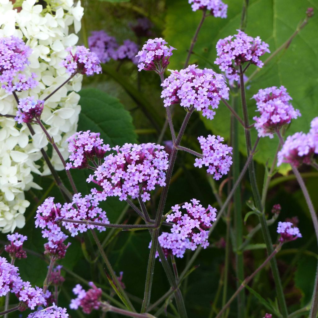 Verbena bonariensis Lollipop - Verveine de Buenos Aires naine