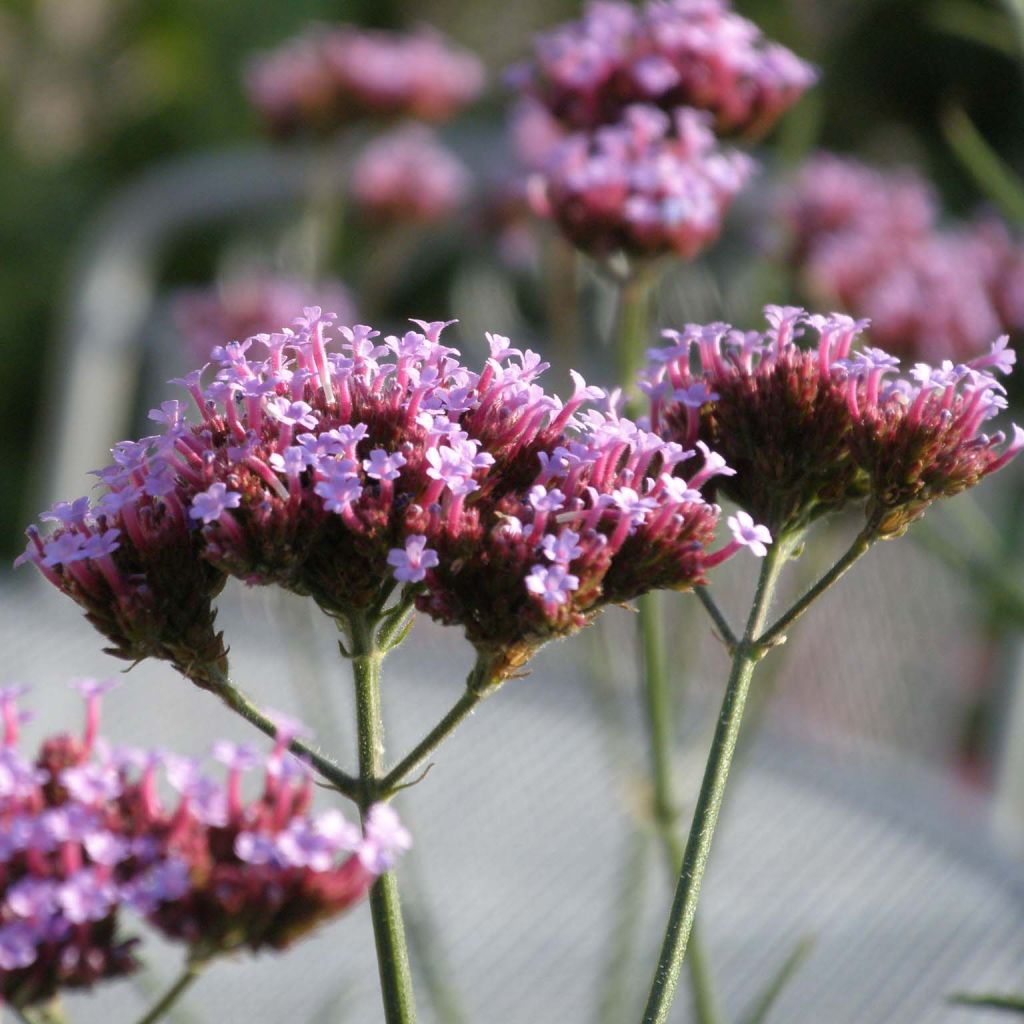 Verbena bonariensis Lollipop - Verveine de Buenos Aires naine