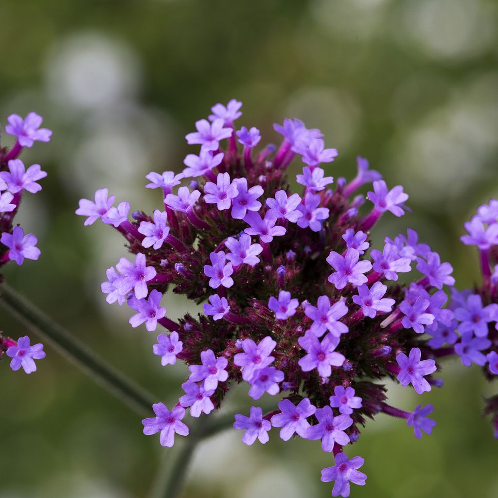 Hierba moraVanity - Verbena bonariensis