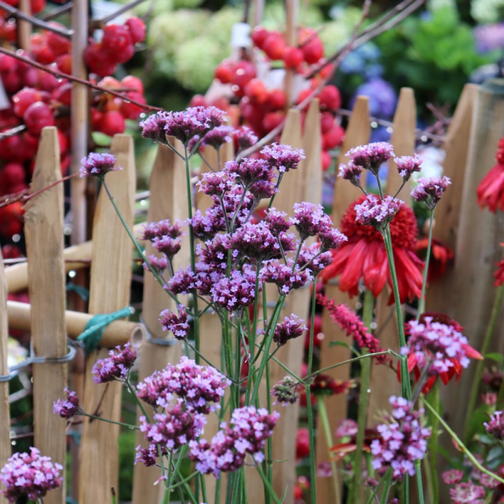 Hierba mora - Verbena bonariensis