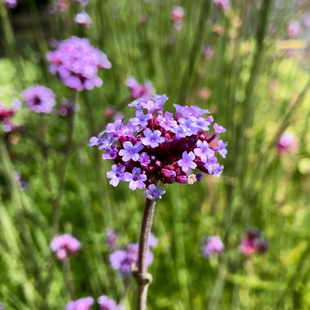 Hierba mora - Verbena bonariensis