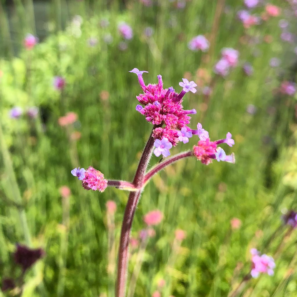 Hierba mora - Verbena bonariensis