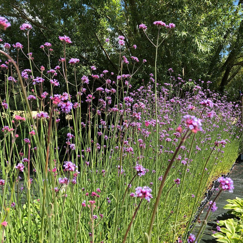 Hierba mora - Verbena bonariensis