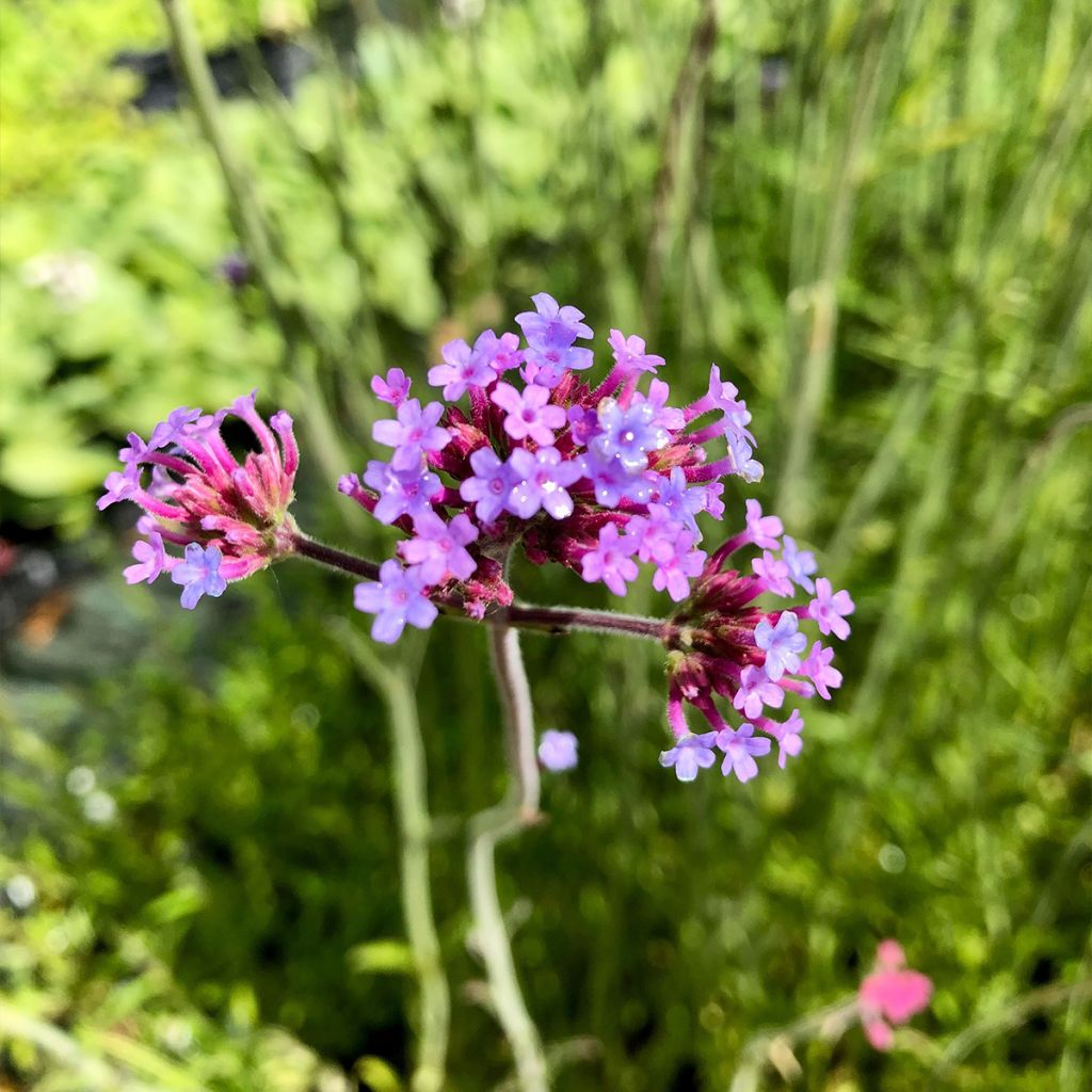 Hierba mora - Verbena bonariensis