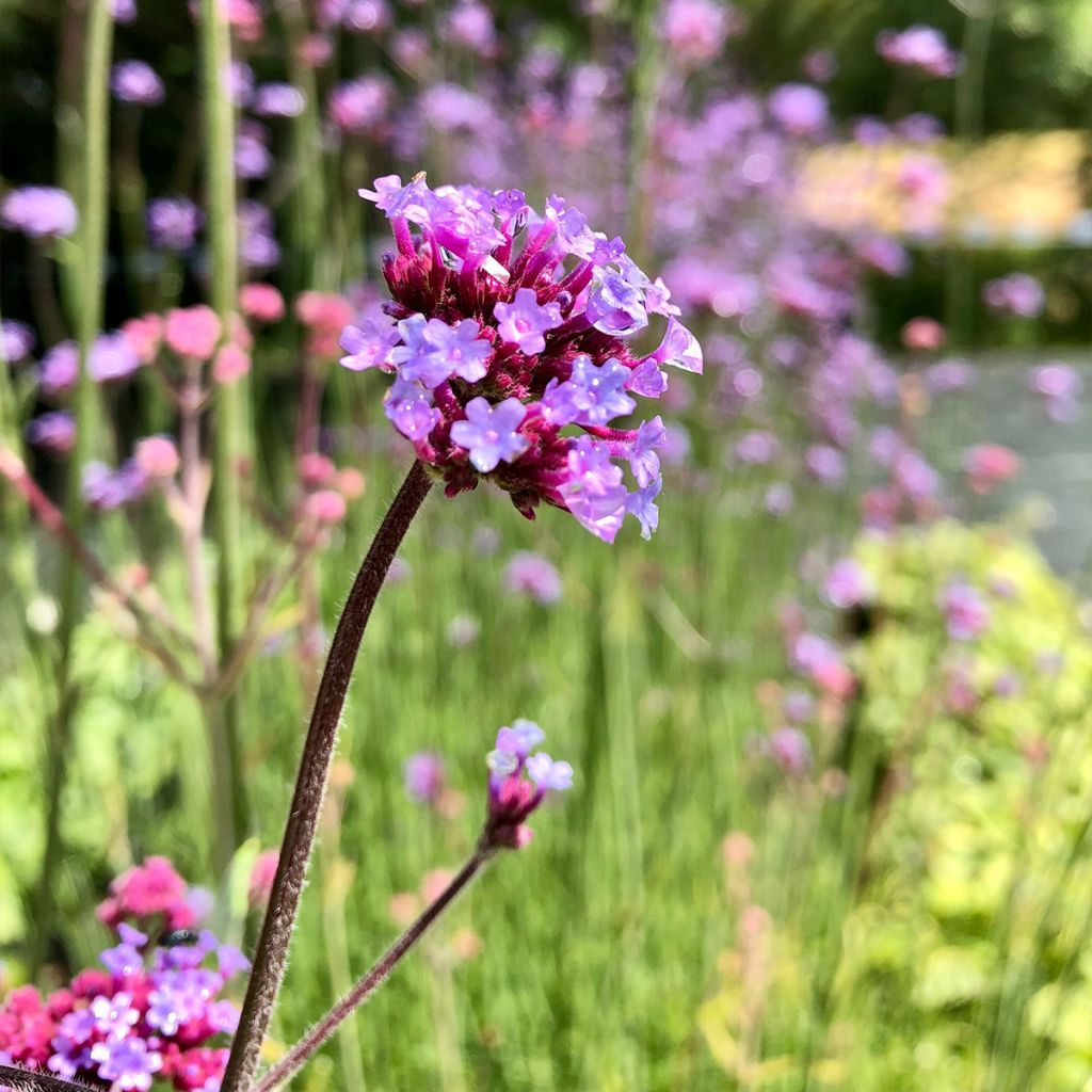 Hierba mora - Verbena bonariensis