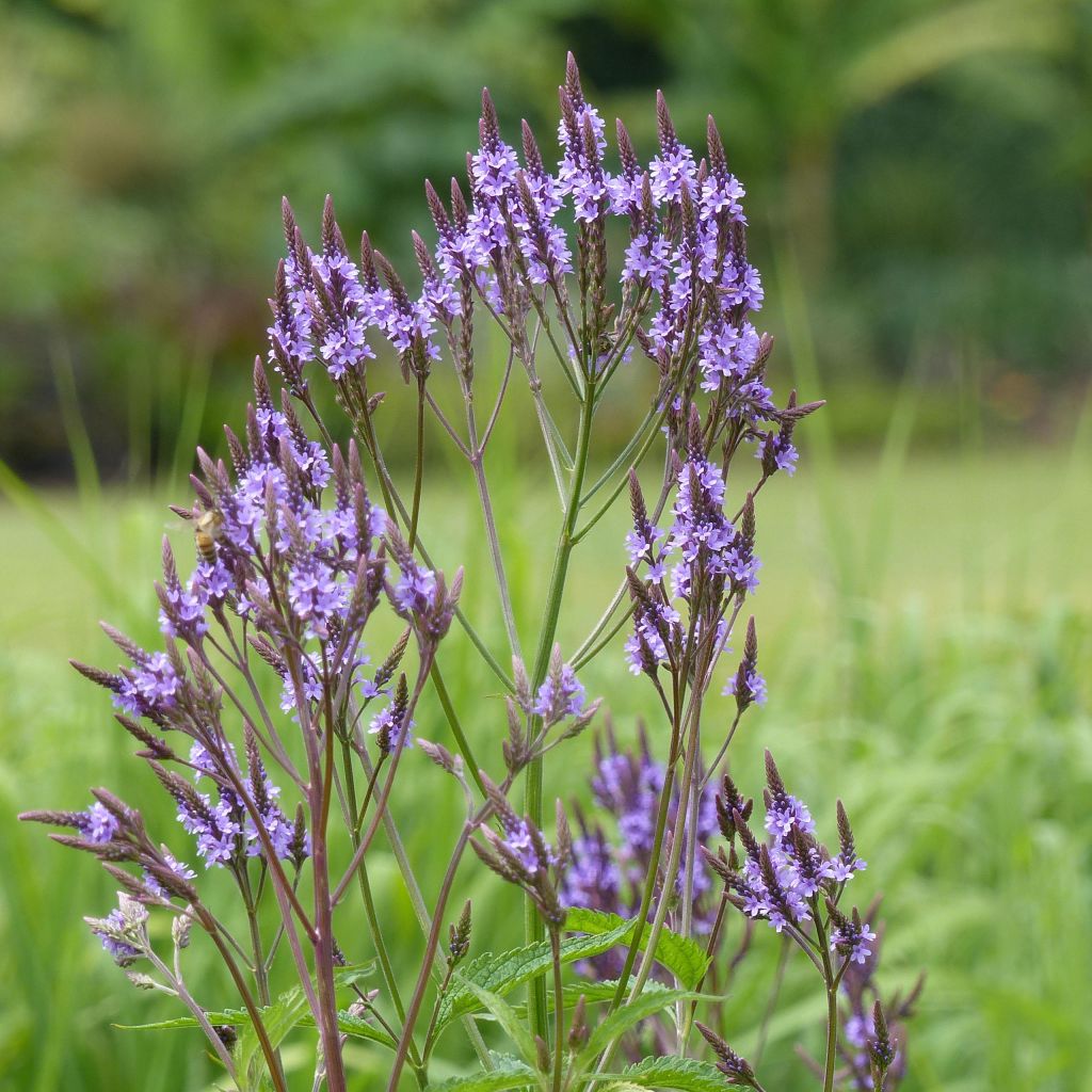 Verbena hastata - Verbena azul