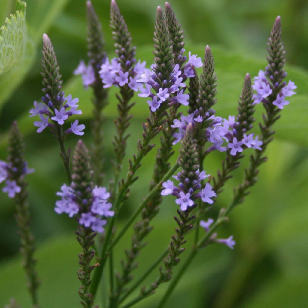 Verbena hastata - Verbena azul