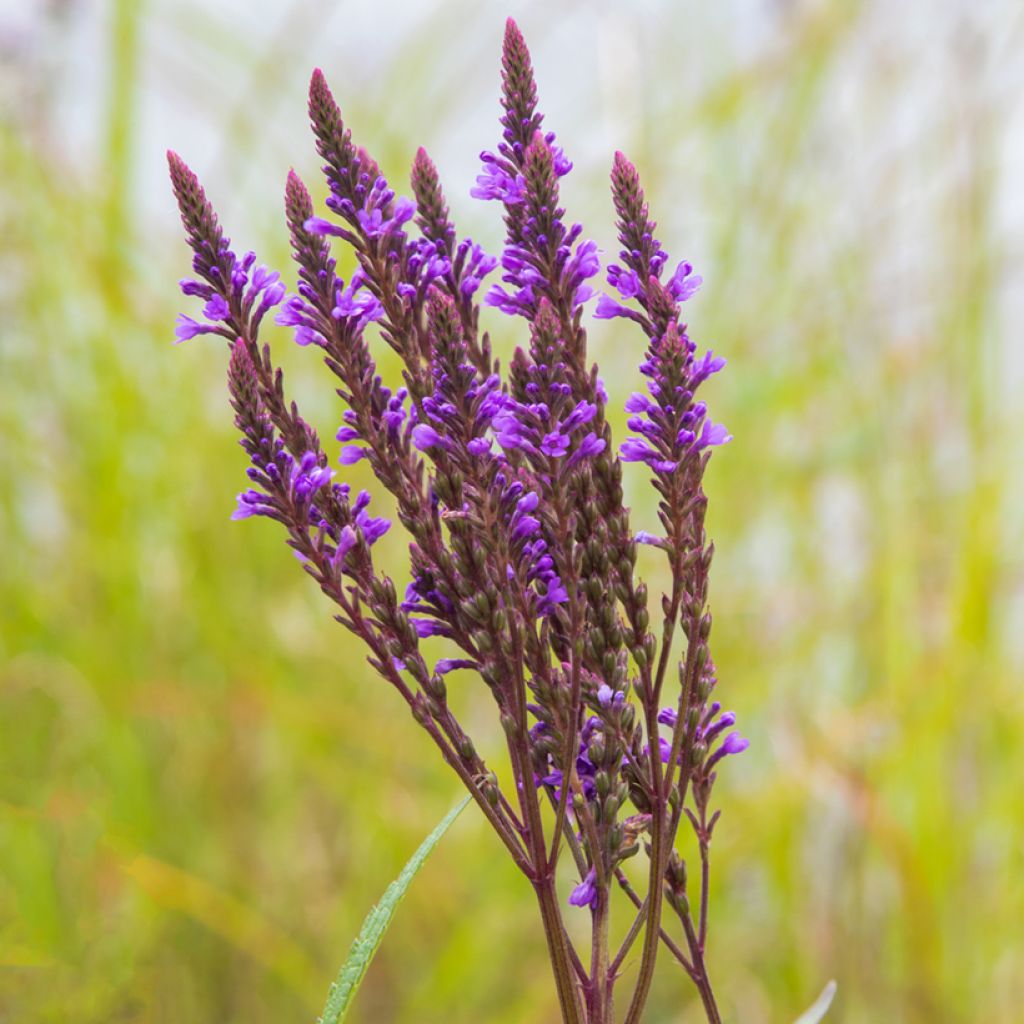 Verbena hastata Blue Spires