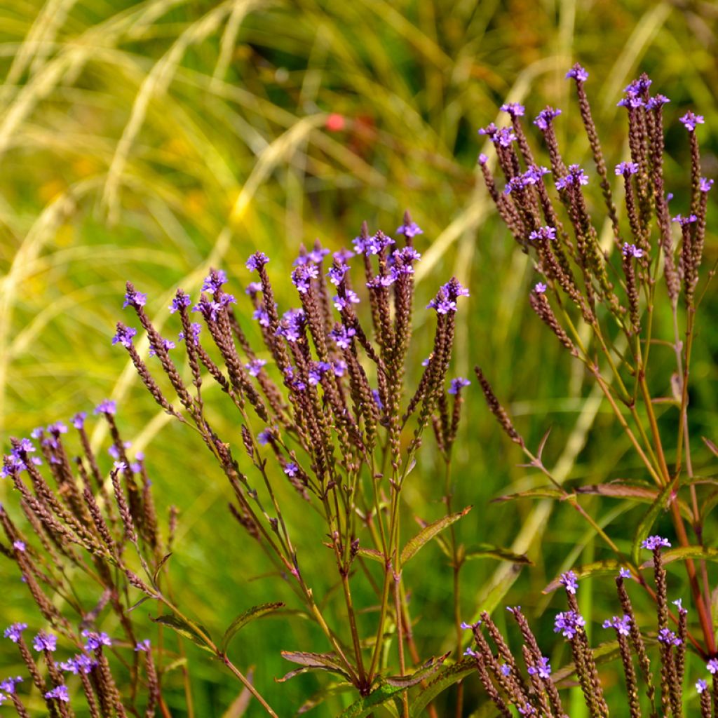 Verbena hastata Blue Spires