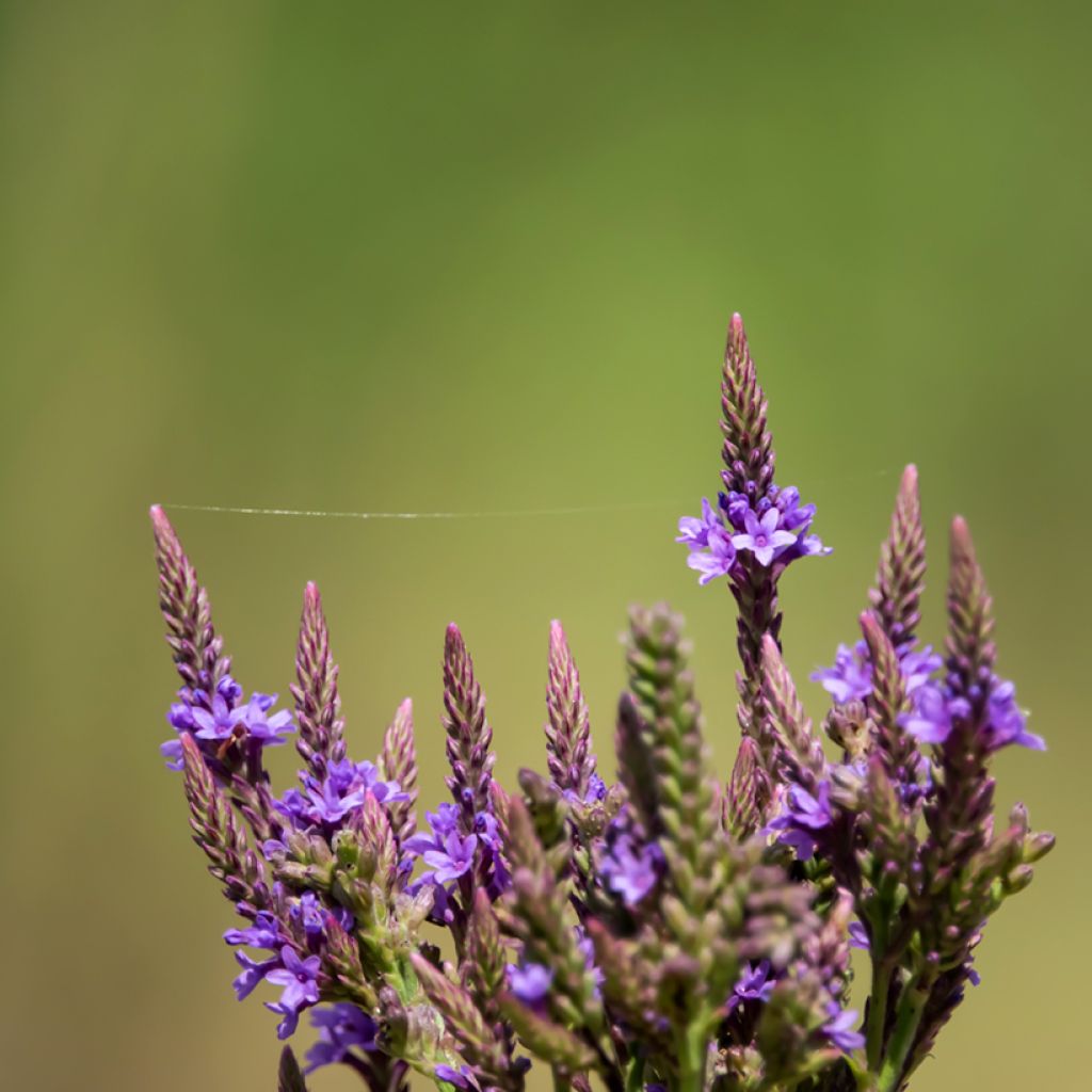 Verbena hastata Blue Spires