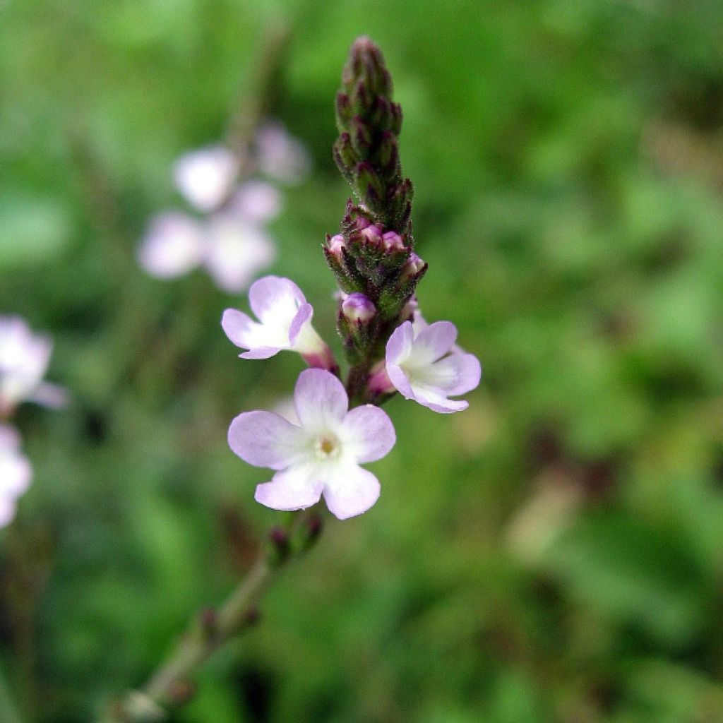 Verbena - Verbena officinalis