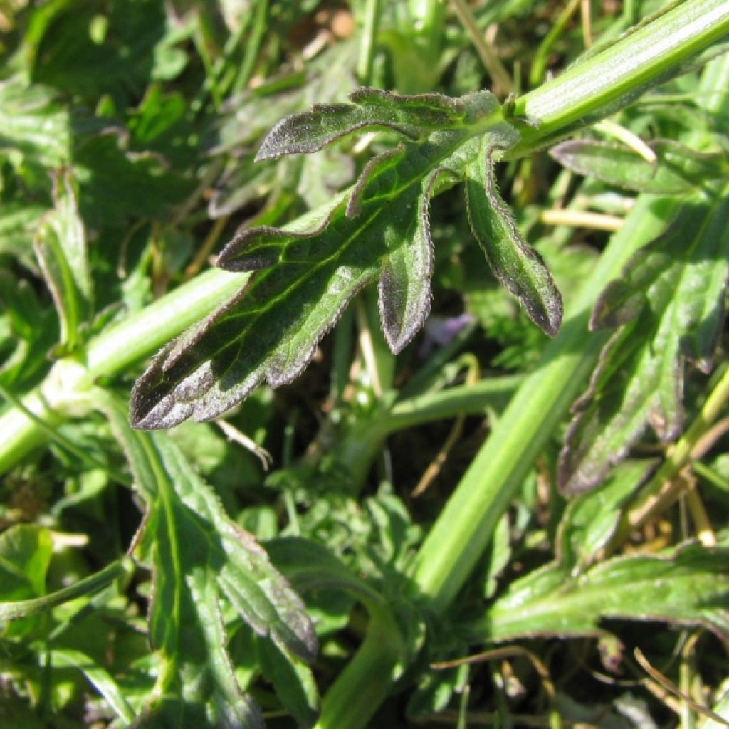 Verbena - Verbena officinalis