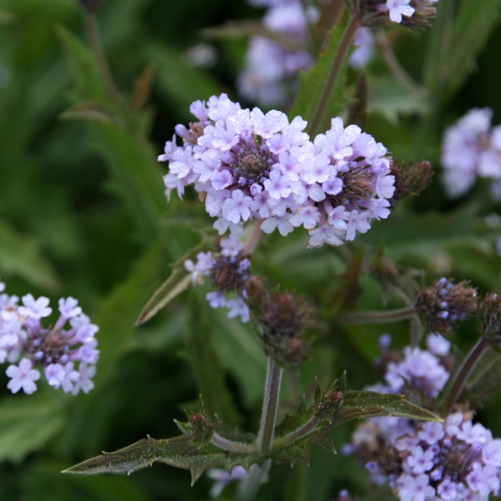 Verbena rigida Polaris - Verbena rígida