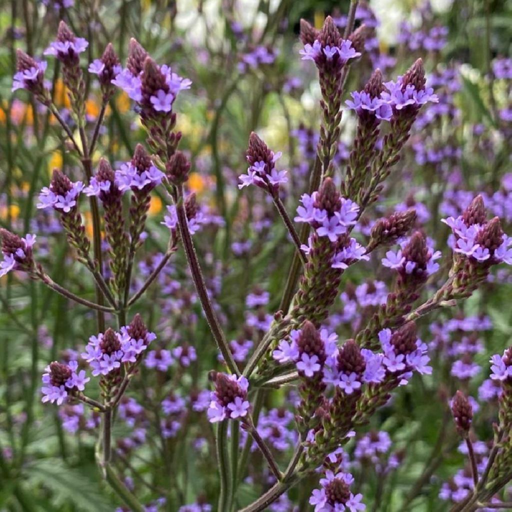 Verbena Lavender Spires