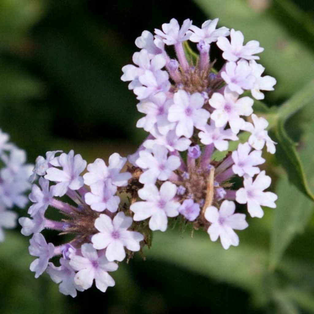 Verbena rigida Polaris - Verbena rígida