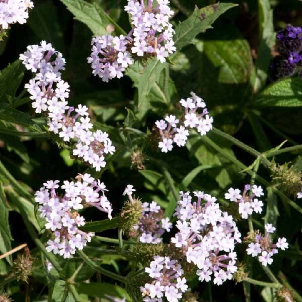 Verbena rigida Polaris - Verbena rígida