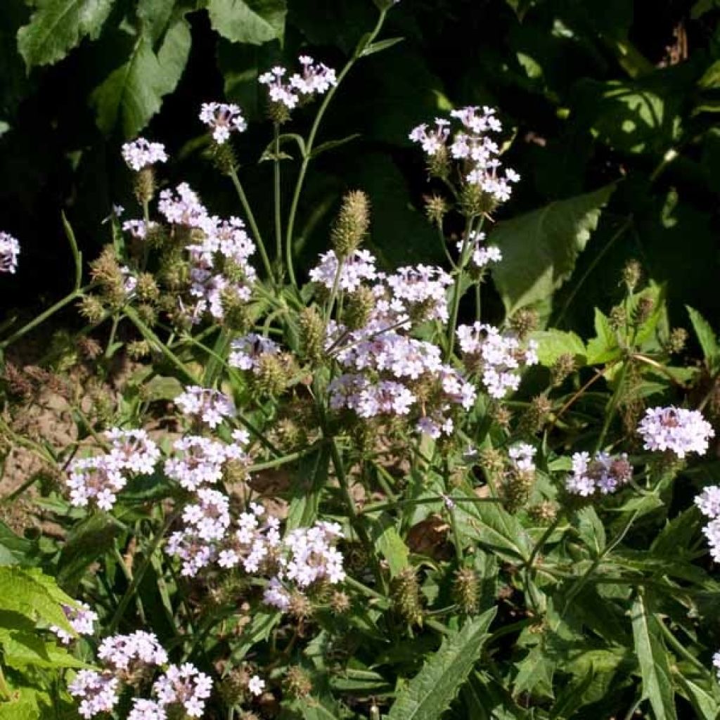 Verbena rigida Polaris - Verbena rígida