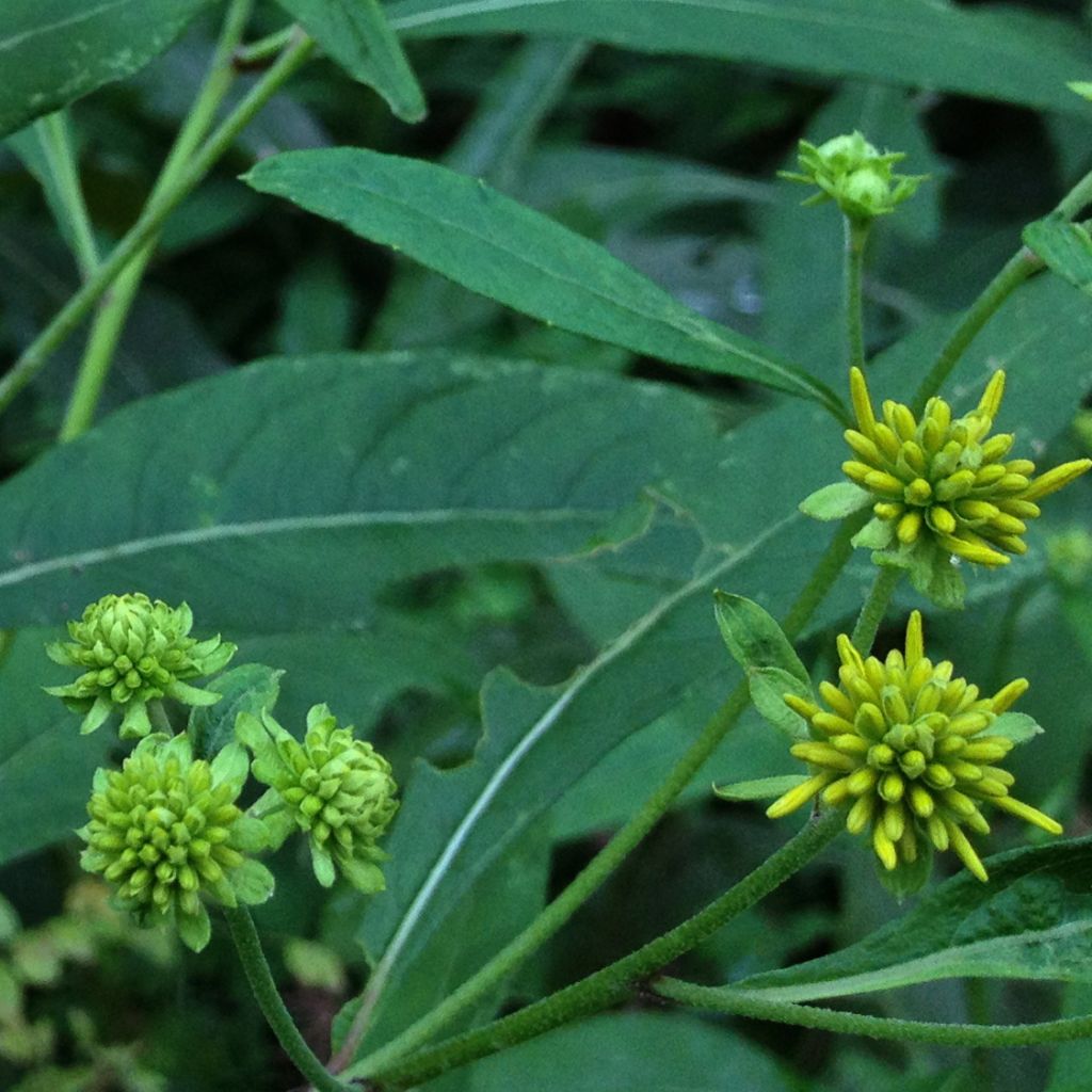 Verbesina alternifolia