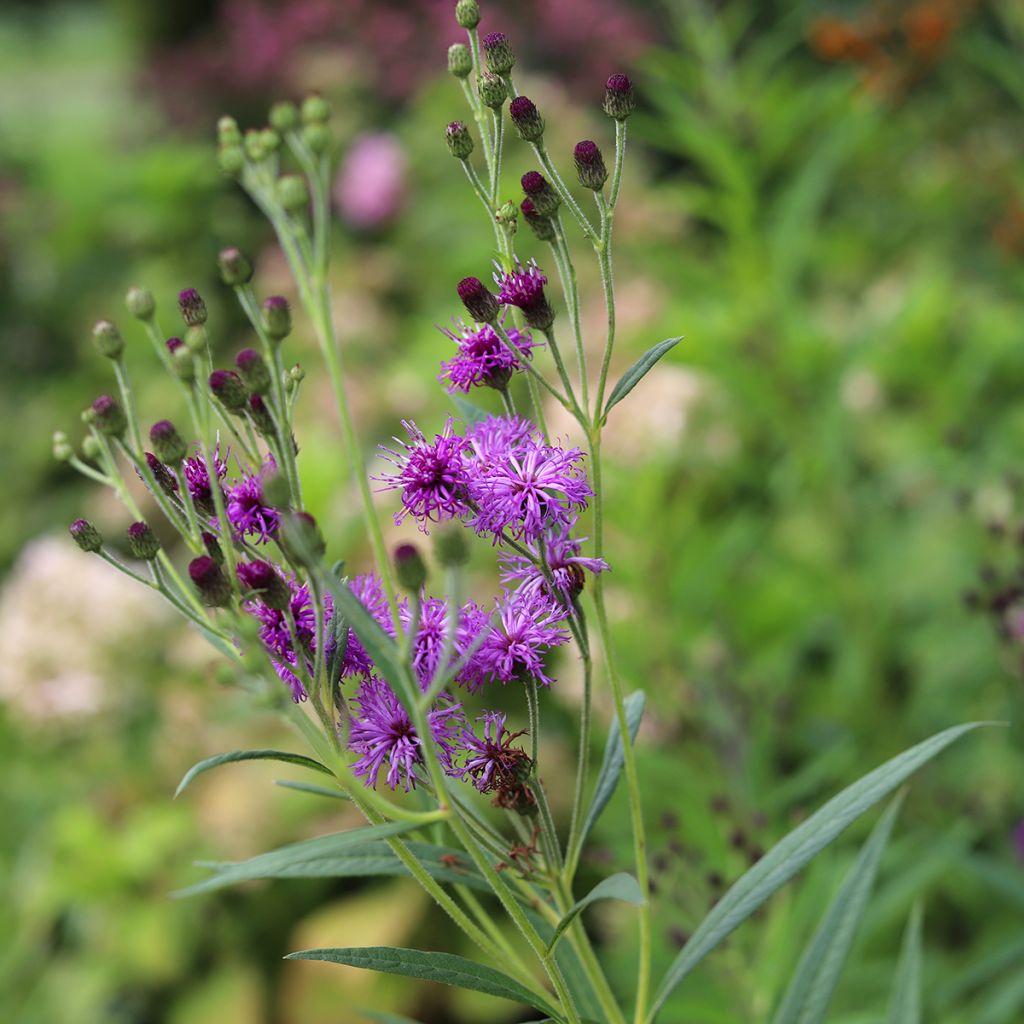 Vernonia crinita Vernonia crinita