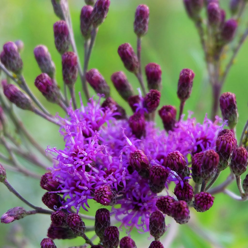 Vernonia crinita Vernonia crinita