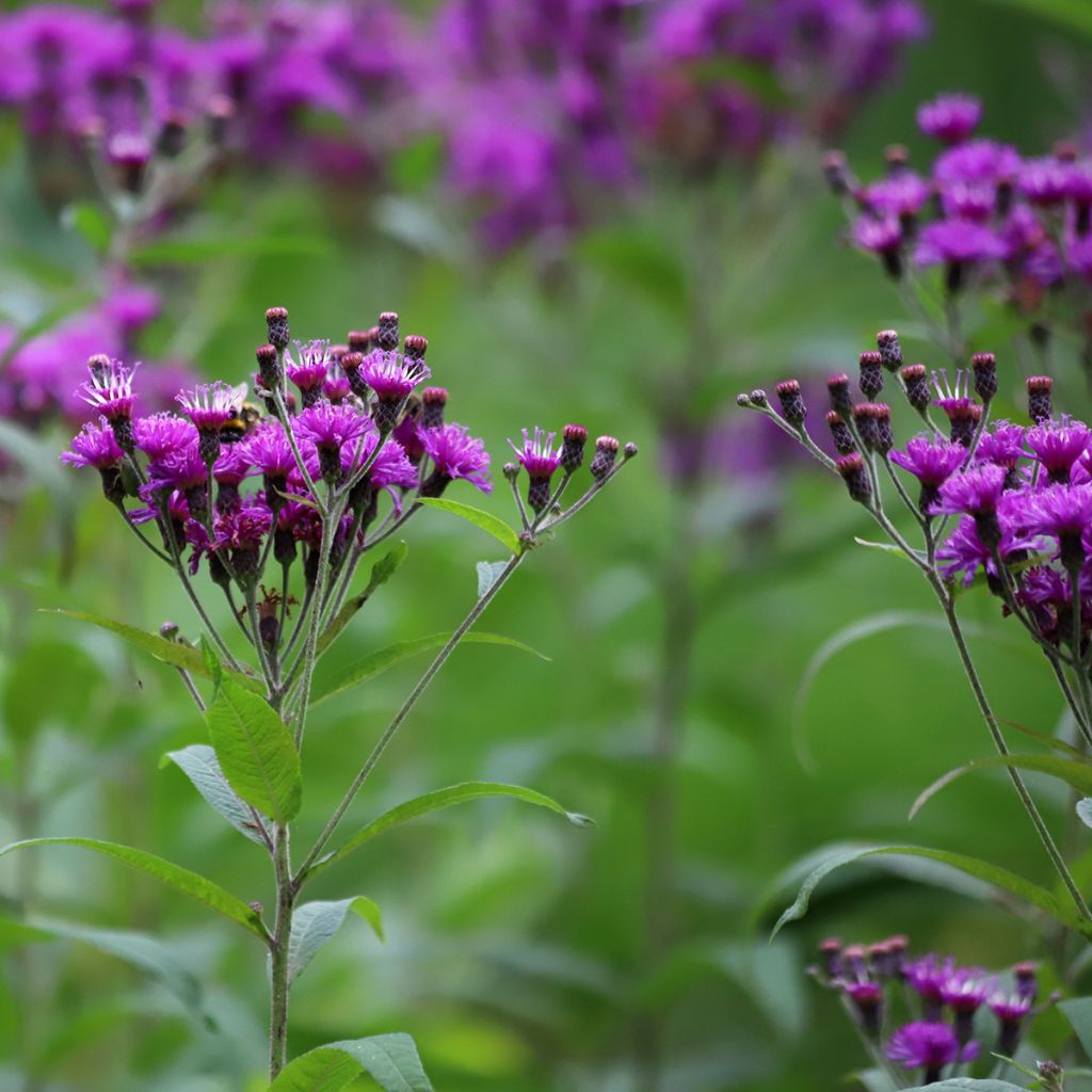 Vernonia crinita Vernonia crinita