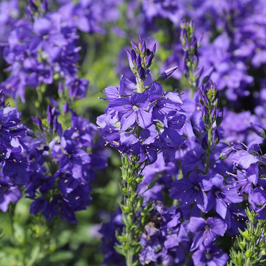 Veronica austriaca Knallblau - Véronique d'Autriche.