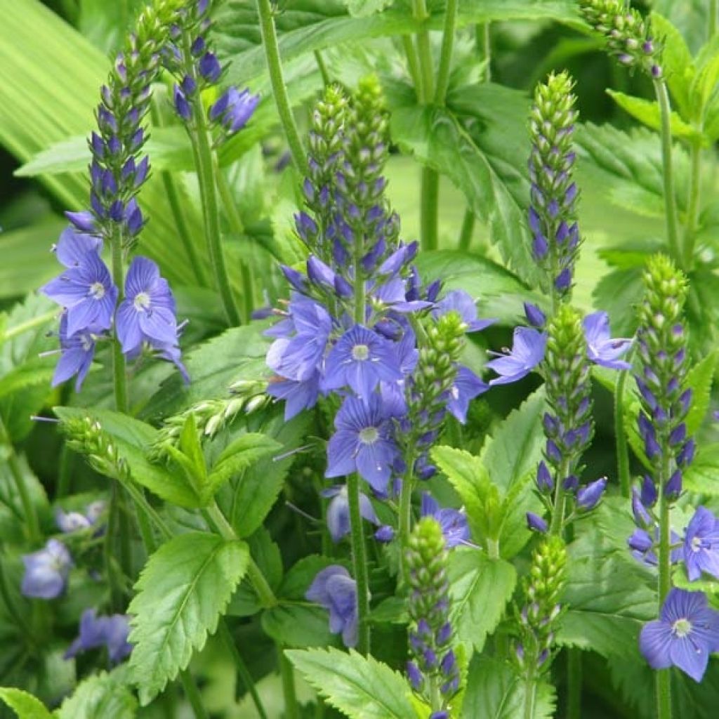 Véronique d'Autriche - Veronica austriaca Ionian Skies