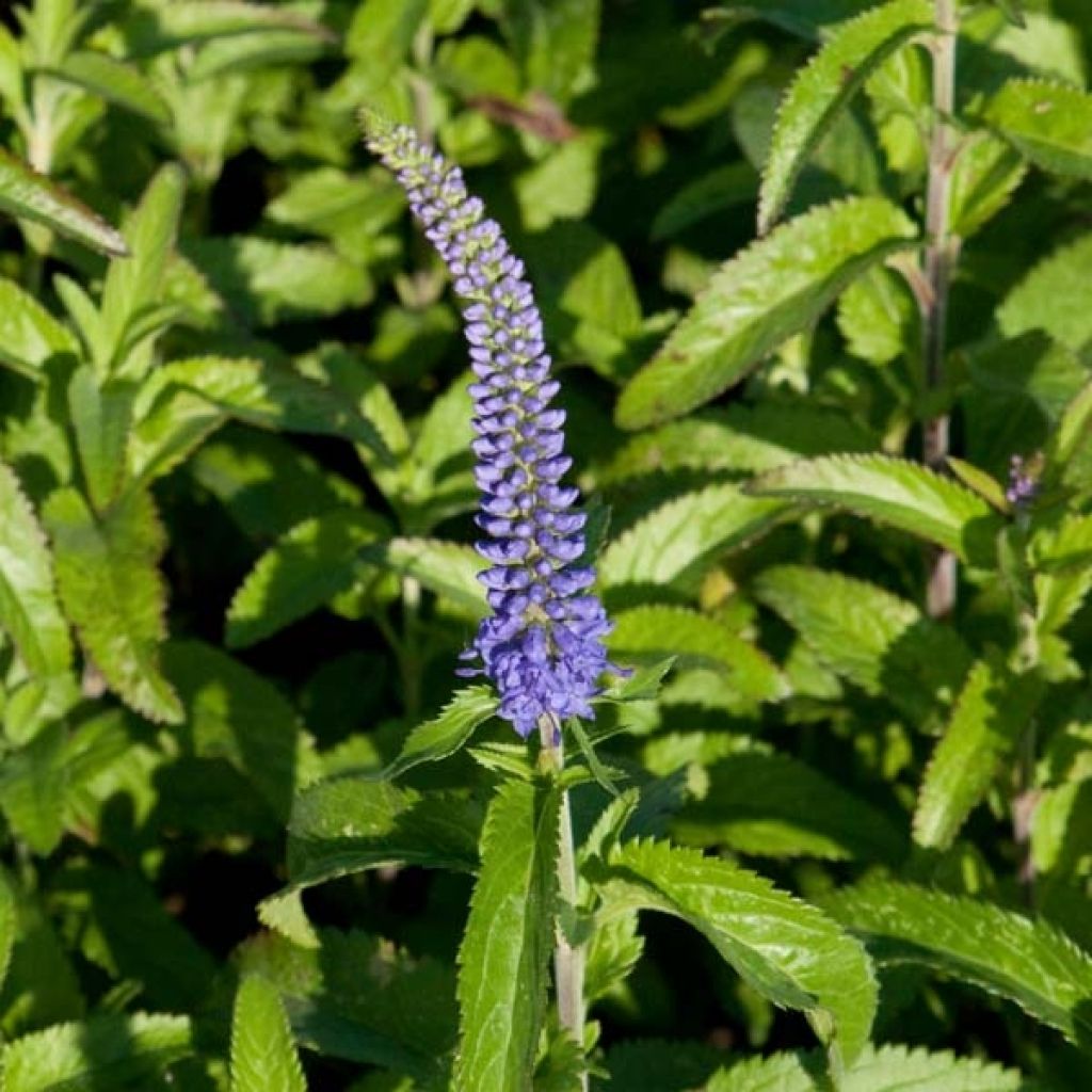 Veronica longifolia Blauriesin