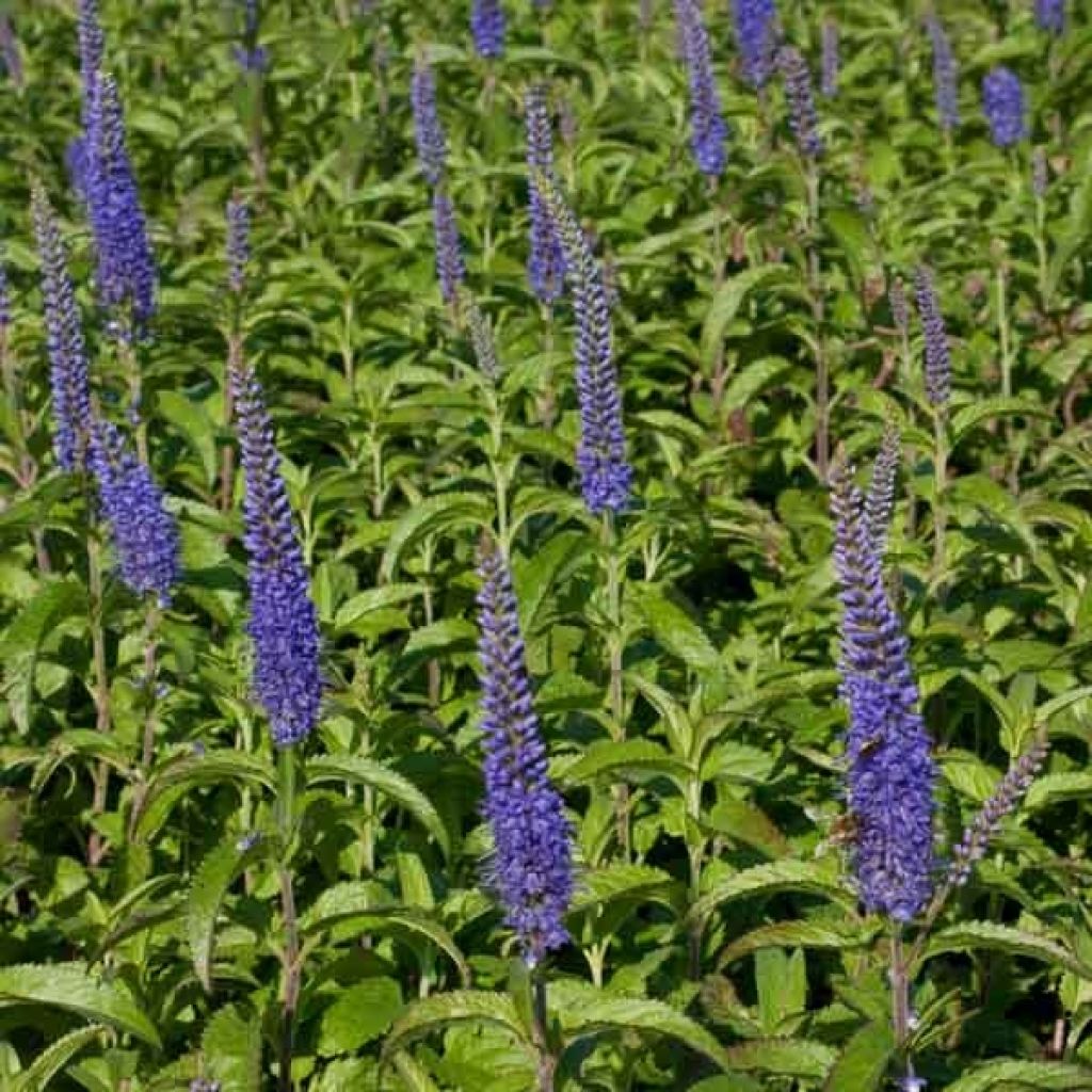 Veronica longifolia Blauriesin