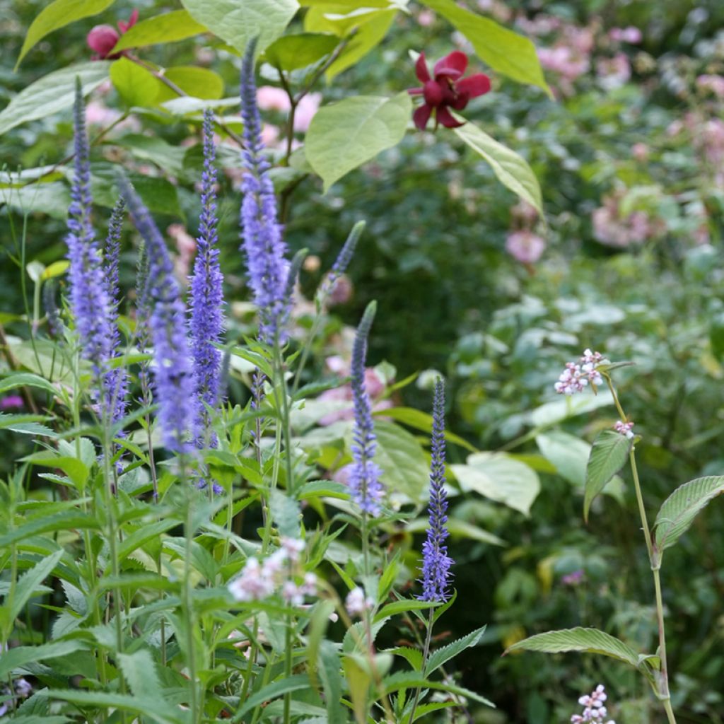 Veronica longifolia Blauriesin