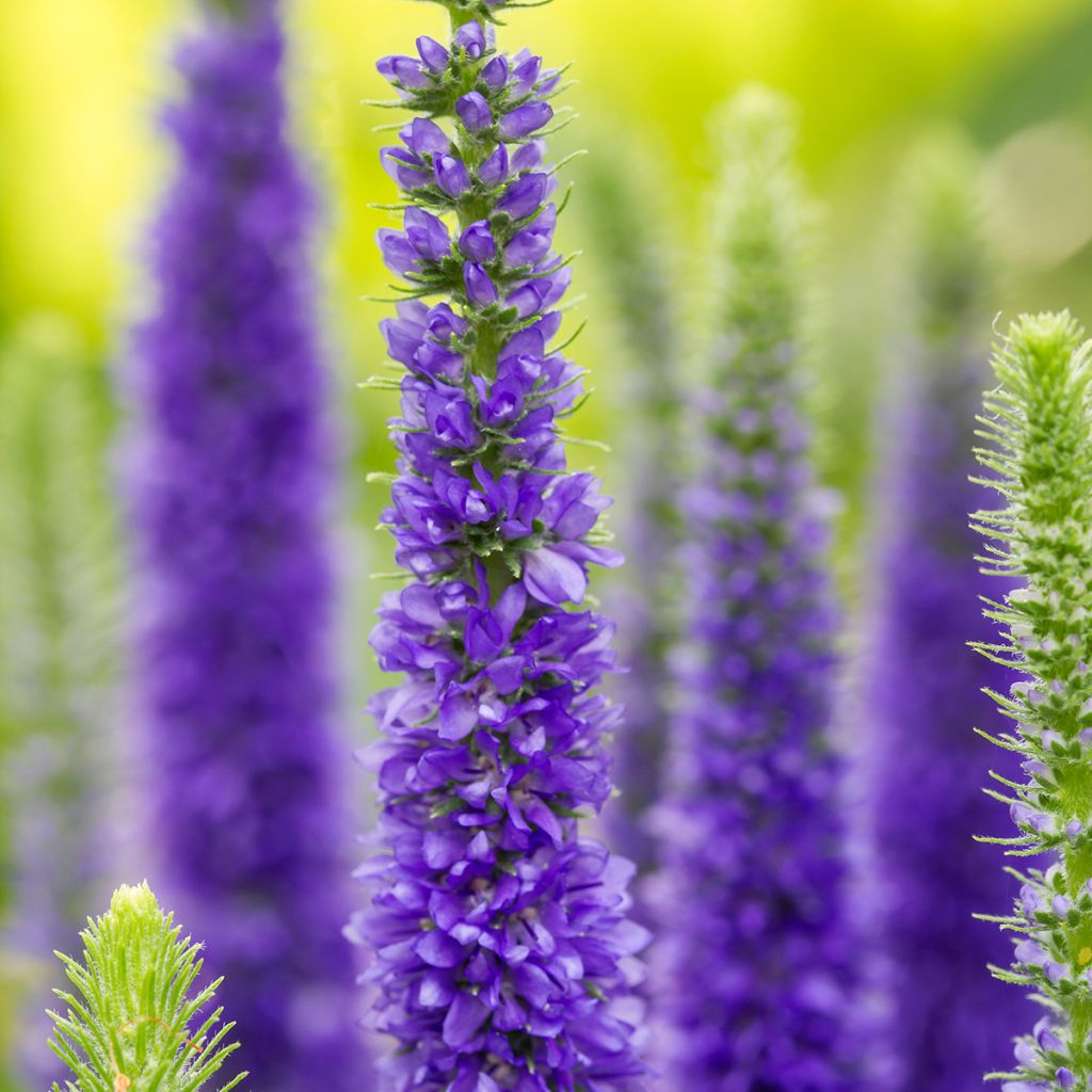 Veronica longifolia First Glory