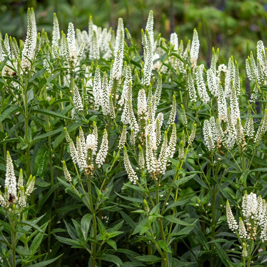 Veronica longifolia First Lady - Véronique à longues feuilles