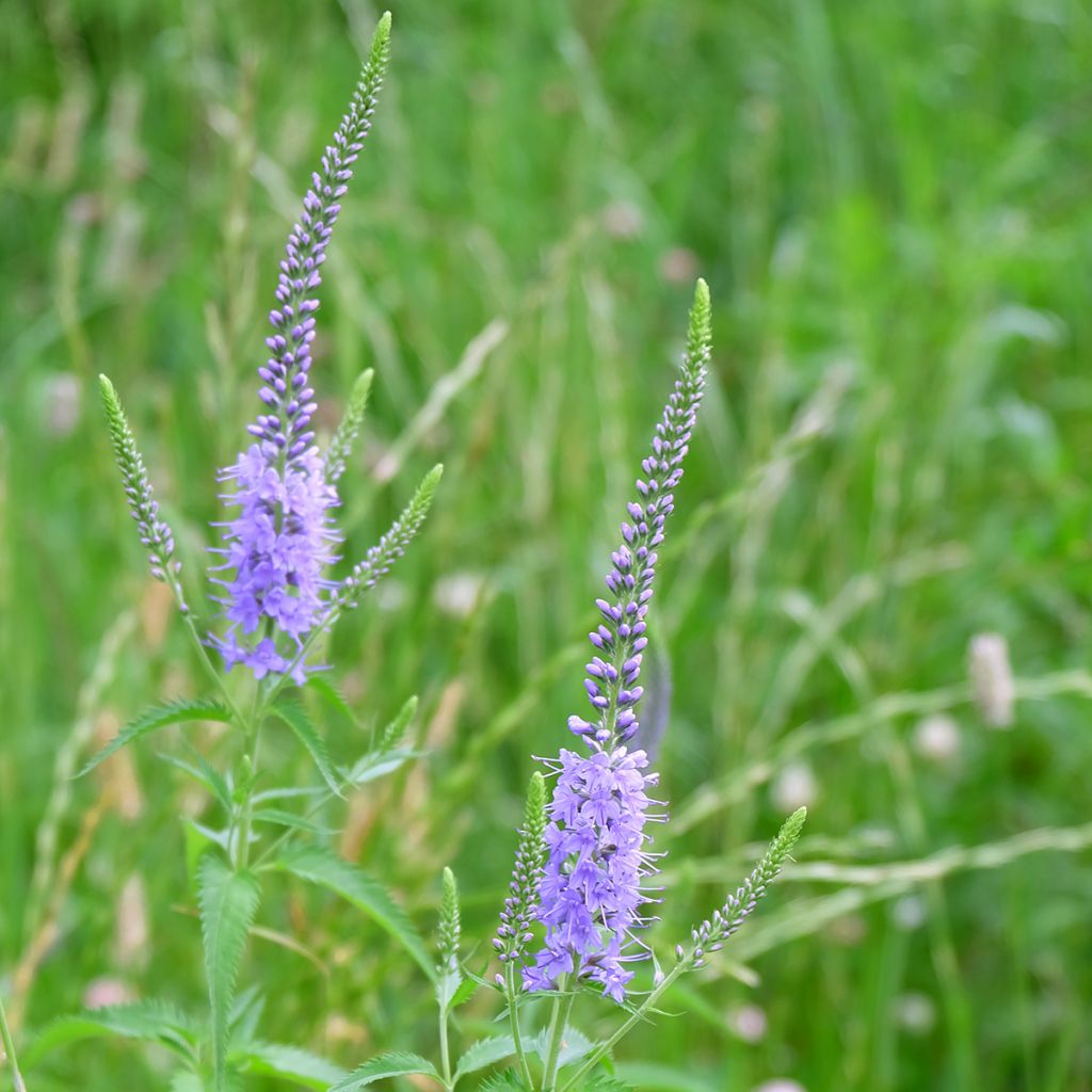 Veronica longifolia Marietta