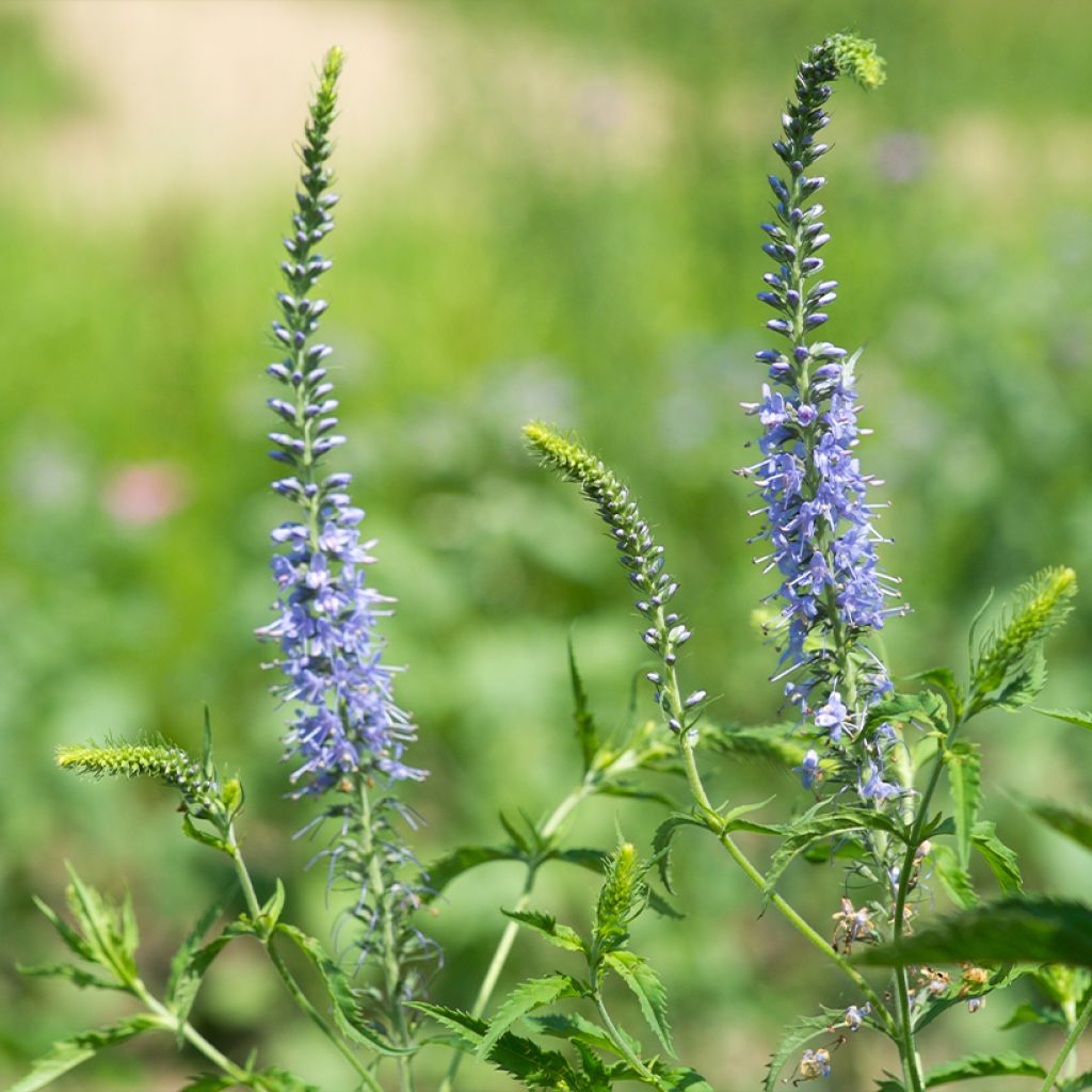 Veronica longifolia Marietta