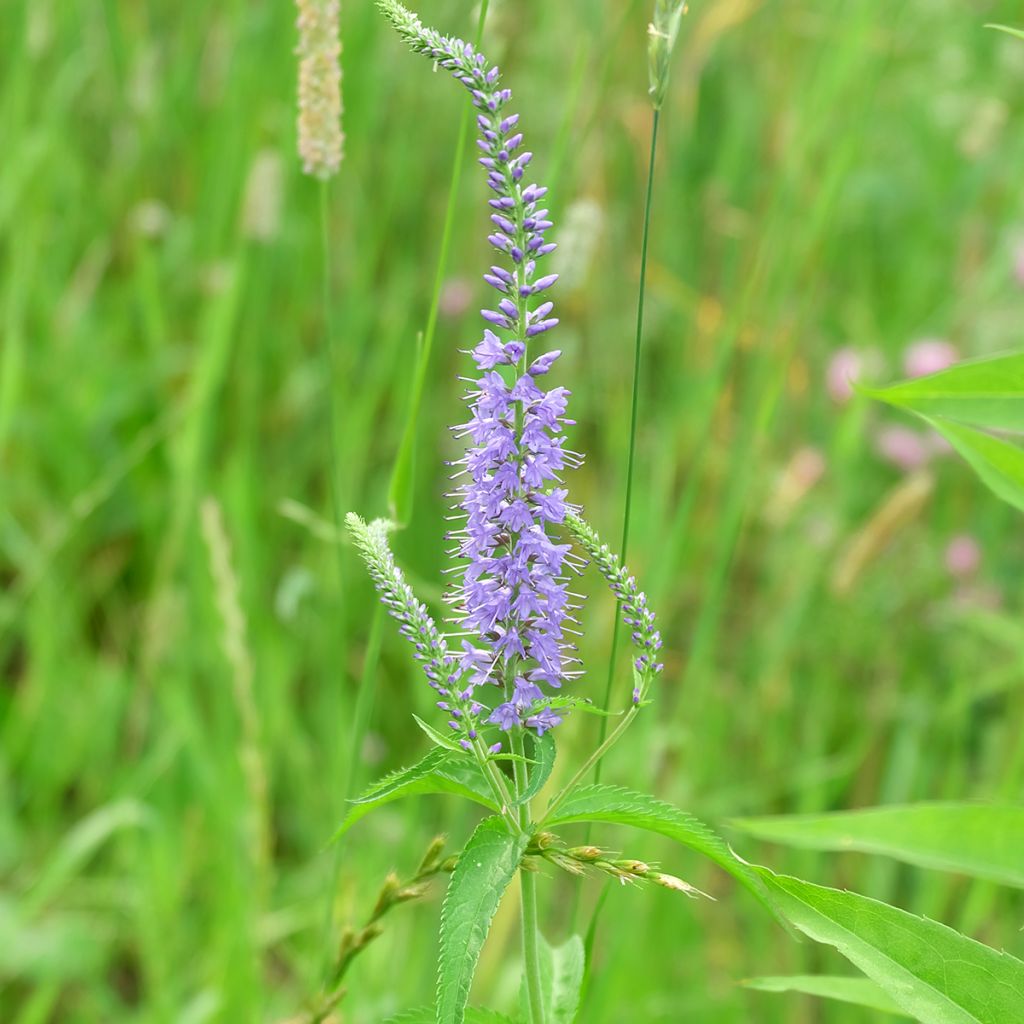 Veronica longifolia Marietta